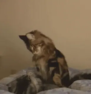 😃 a56cf316 chat, animal, animal de compagnie, animal domestique, poilu telegram sticker