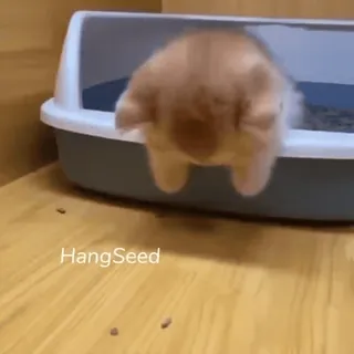 🙃 45c5d4af HangSeed gatto, gattino, lettiera, carino, animale domestico whatsapp sticker