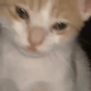 🍪 47bbc0c6 gatto, gattino, animale, carino, animale domestico, felino whatsapp sticker