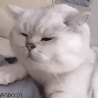 🤔 ccd219e1 gatto, gatto bianco, animale domestico, animale whatsapp sticker