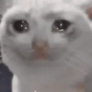 😂 eb722f8a gatto, triste, piangendo, meme, animale whatsapp sticker