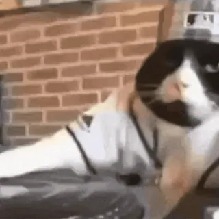 🎈 3615ee20 telegram sticker