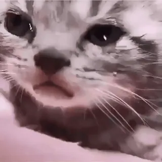 😿 4aad7759 кот, котенок, милый, животное, питомец, кошачий telegram sticker