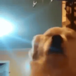 🎈 601b6742 собака, золотистый ретривер, животное, милый, питомец telegram sticker