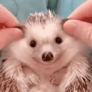 🥰 0aeb7289 ouriço, fofo, animal, animal de estimação, pequeno, mamífero telegram sticker