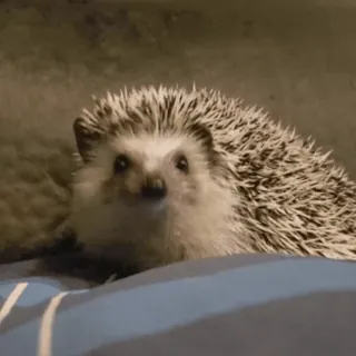 🧐 1d9f5648 ouriço, animal, fofo, animal de estimação telegram sticker