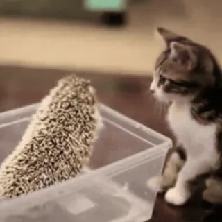 😱 71e9fafd gato, gatinho, ouriço, animais, animal de estimação, fofo telegram sticker