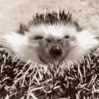 🤓 856e067d ouriço, animal, fofo, vida selvagem telegram sticker