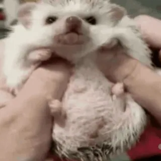 🤗 87e156fb ouriço, animal, animal de estimação, fofo telegram sticker