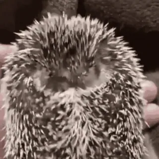 🥱 92a9af2b ouriço, animal, fofo, animal de estimação telegram sticker