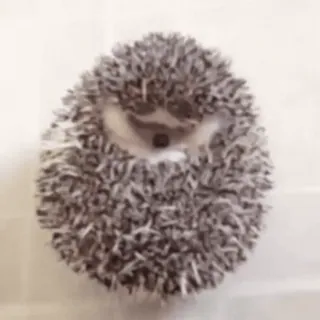 😠 93392c3a ouriço, animal, fofo, pequeno, vida selvagem telegram sticker