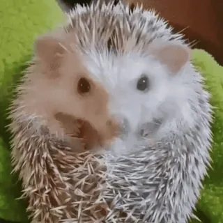 🤨 a3e2bbf6 ouriço, animal, fofo, animal de estimação, espinhoso telegram sticker