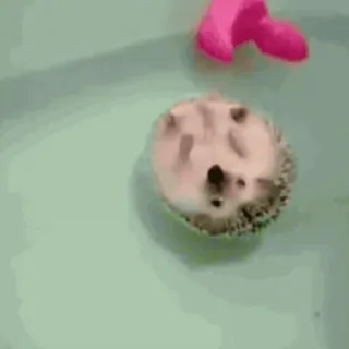 🤪 ebe7c4e9 ouriço, animal, fofo, animal de estimação, nadando, banheira telegram sticker