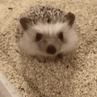 🥱 f9aba220 ouriço, animal, animal de estimação, fofo, pequeno, mamífero telegram sticker