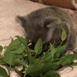 🤓 03b4d558 โคอาลา, สัตว์, ใบไม้, สัตว์ป่า, ธรรมชาติ telegram sticker
