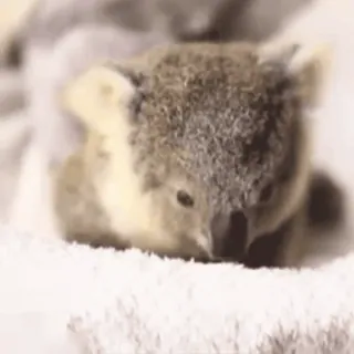 🫠 4a2463fd โคอาลา, สัตว์, น่ารัก, สัตว์เลี้ยงลูกด้วยนม, สัตว์ป่า telegram sticker