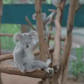 🤨 4d3c1c78 โคอาลา, สัตว์, ต้นไม้, สัตว์มีกระเป๋าหน้าท้อง, สัตว์ป่า telegram sticker
