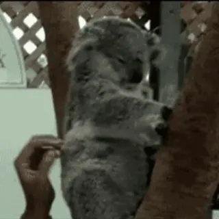 🥰 658859cf โคอาลา, สัตว์, ต้นไม้, สัตว์มีกระเป๋าหน้าท้อง, ธรรมชาติ, สัตว์ป่า telegram sticker