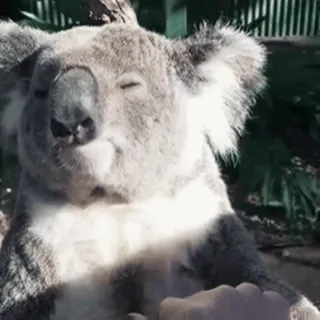 🥰 81a8fcb3 โคอาล่า, สัตว์, น่ารัก, สัตว์ป่า, ออสเตรเลีย telegram sticker