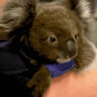 🤓 9ac78223 โคอาล่า, สัตว์, น่ารัก, สัตว์มีกระเป๋าหน้าท้อง, สัตว์ป่า, ออสเตรเลีย telegram sticker