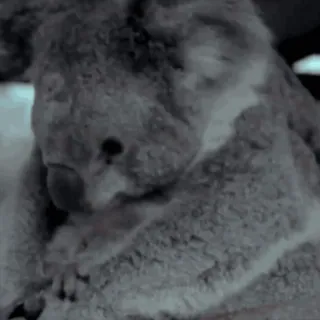 😋 9d0051bc โคอาล่า, น่ารัก, สัตว์, สัตว์มีกระเป๋าหน้าท้อง telegram sticker