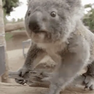 🫳 a24756b9 โคอาล่า, สัตว์, สัตว์ป่า, น่ารัก, สัตว์เลี้ยงลูกด้วยนม, ธรรมชาติ, สัตว์มีกระเป๋าหน้าท้อง telegram sticker