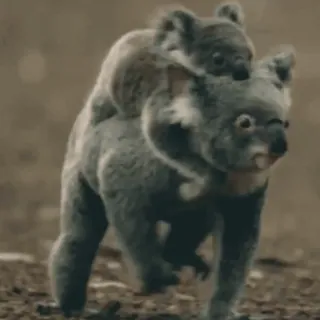 🐨🌿  @this_is_sticker_party telegram stickers