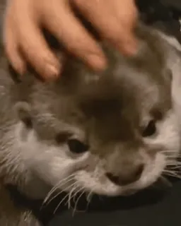 🥰 195e6ae1 水獭, 动物, 可爱, 宠物, 哺乳动物, 野生动物 telegram sticker