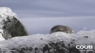 @vidromemi OTTERS telegram stickers