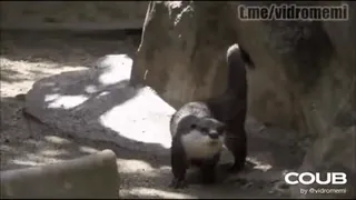 🕺 43f21776 t.me/vidromemi 水獭, 动物, 哺乳动物, 野生动物, 可爱 telegram sticker