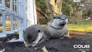 👩‍❤️‍💋‍👨 4abf36b9 COUB 水獭, 动物, 可爱, 野生动物 telegram sticker