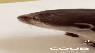 🎹 552c00a5 COUB 水獭, 动物, 可爱, 野生动物 telegram sticker