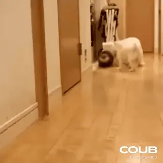 🏃‍♂️ 5921f1ef COU B 白色, 动物, 走廊, 狗, 地板 telegram sticker