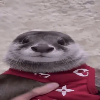 😉 9a9b71d4 水獭, 动物, 可爱, 哺乳动物, 水, 宠物 telegram sticker
