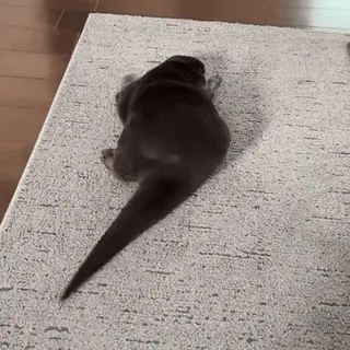 🦦 b0b744bf 水獭, 动物, 哺乳动物, 地毯, 可爱, 宠物 telegram sticker