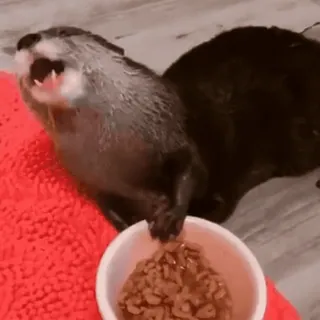 🌰 b78b292d 水獭, 动物, 哺乳动物, 可爱, 食物 telegram sticker