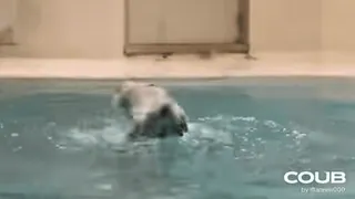 🕺 cc4be47d COUB 水, 动物, 游泳 telegram sticker