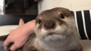 🌅 cdba7f8d 水獭, 动物, 可爱, 哺乳动物, 宠物, 野生动物 telegram sticker