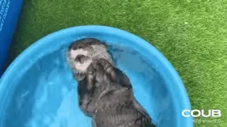 🛁 e88b62eb 水獭, 动物, 水, 泳池, 可爱 telegram sticker