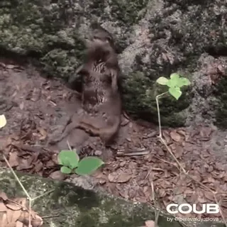 💃 e9fd0e8b COUB telegram sticker