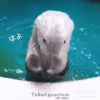 🥁 fe814734 はや 水獭, 水族馆, 动物, 可爱, 水, 哺乳动物 telegram sticker