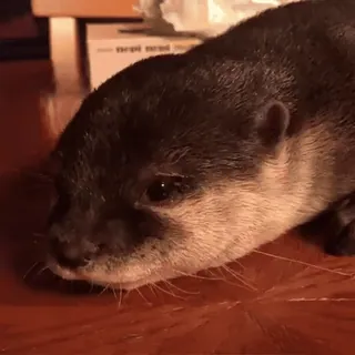😢 070f0192 Otter, Tier, süß, Säugetier telegram sticker