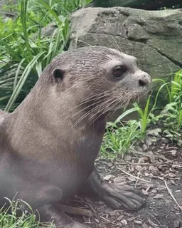 😕 0f4a0482 Otter, Tier, Säugetier, Wildtier telegram sticker