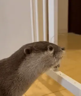 😕 1373c5ae Otter, Tier, süß, Säugetier, Haustier telegram sticker