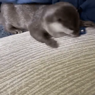 🎾 1624a8cf Otter, Tier, niedlich, Haustier, Säugetier telegram sticker