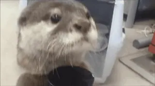 😕 257ed171 Otter, Tier, Süß, Säugetier, Wildtier telegram sticker