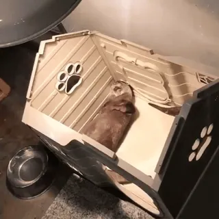 🍯 30cbca37 Otter, Haus, Haustier, Tier, Hundehütte telegram sticker