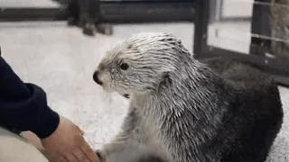 🖐 342743b5 Seeotter, Otter, süß, Tier, Säugetier, Wildtier telegram sticker