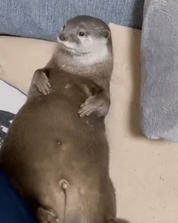 😪 410abef6 otter, tier, säugetier, süß, liegend telegram sticker