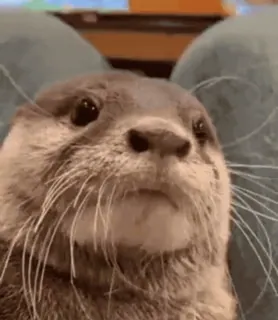 😉 50a80141 Otter, süß, Tier, Wildtier, Säugetier telegram sticker